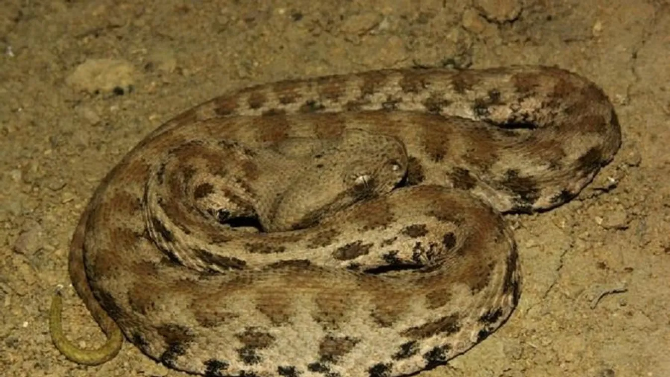 Vipera mart meg egy turistát Cipruson