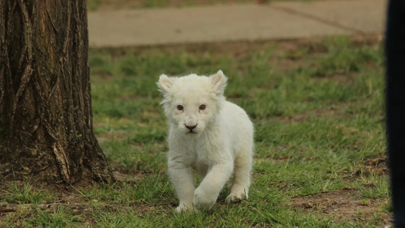 Bemutatkozott Malaika, a Magán Zoo legfiatalabb bundás lakója