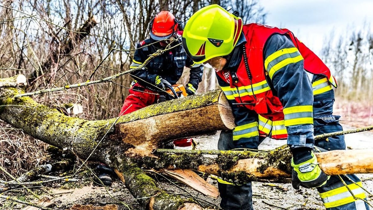 Megrázó: 5-en meghaltak a hatalmas szélben a kidőlt fák miatt