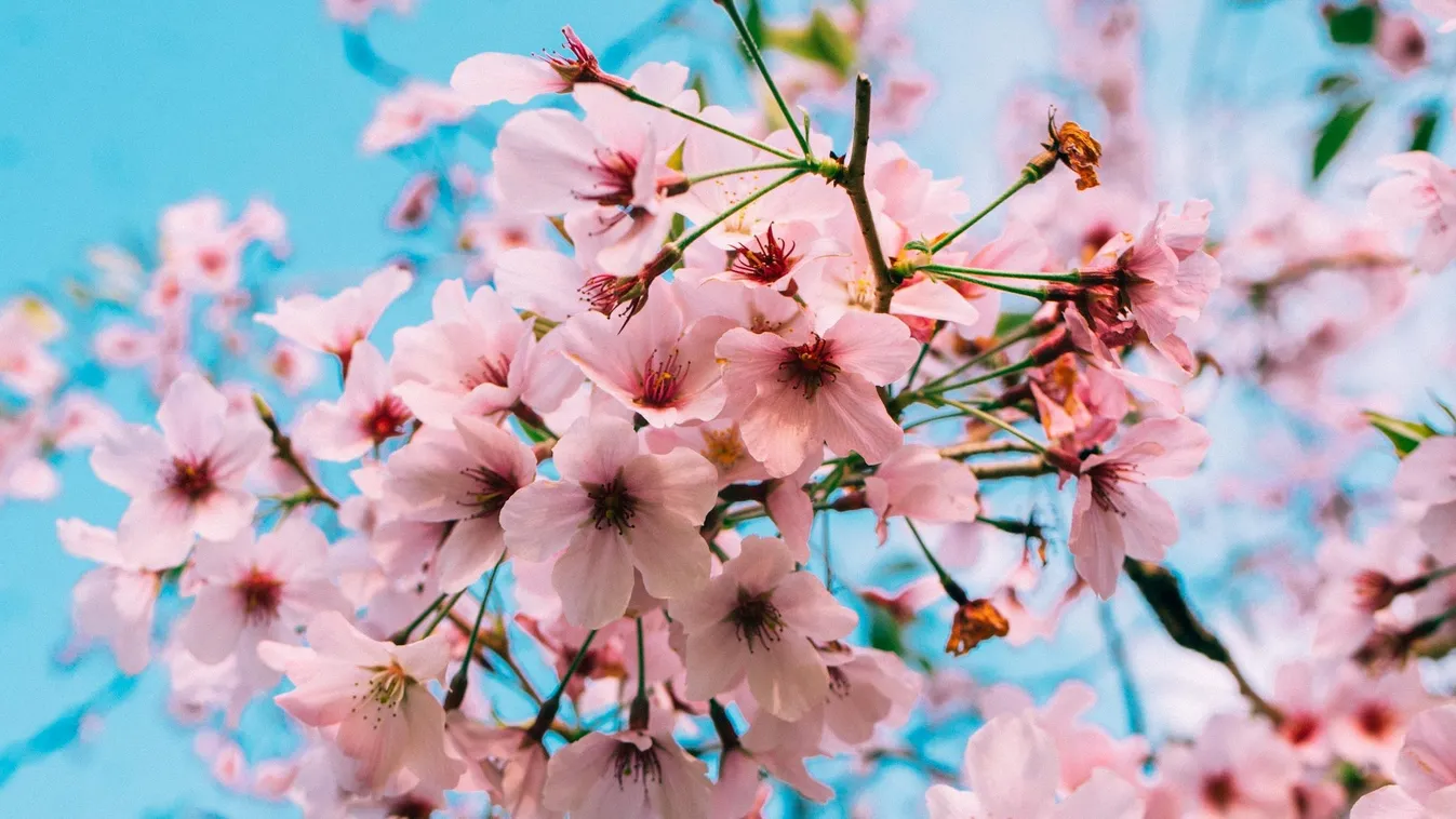Látványos japán cseresznyevirágzás és izgalmas kulturális programok a Sakura ünnepen
