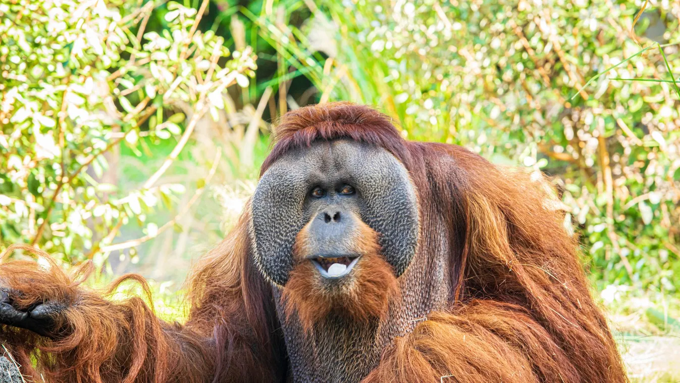 Ilyen még nem volt: Fájdalomcsillapító gyógynövénnyel kezelte sebét egy orangután