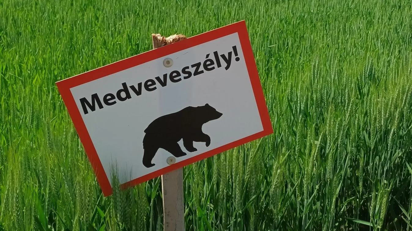 A medvék már Aszódon vannak: a szakember szerint ezt tedd, ha összefutsz egy mackóval