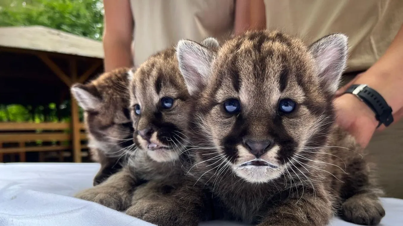 Videó: Apró puma hármasikrek most a Nyíregyházi Állatpark legújabb sztárjai