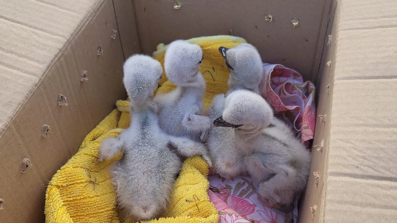 Videó: Így menekültek meg az éhező kisgólyák