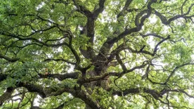 Főszerepet kaptak az ország legkülönlegesebb és legidősebb fái