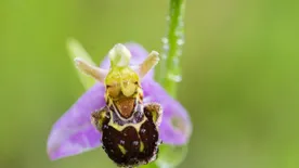 Ismeretlen orchideaállományra bukkantak a Kis-Balatonnál