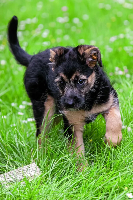 Bebe kutyusa