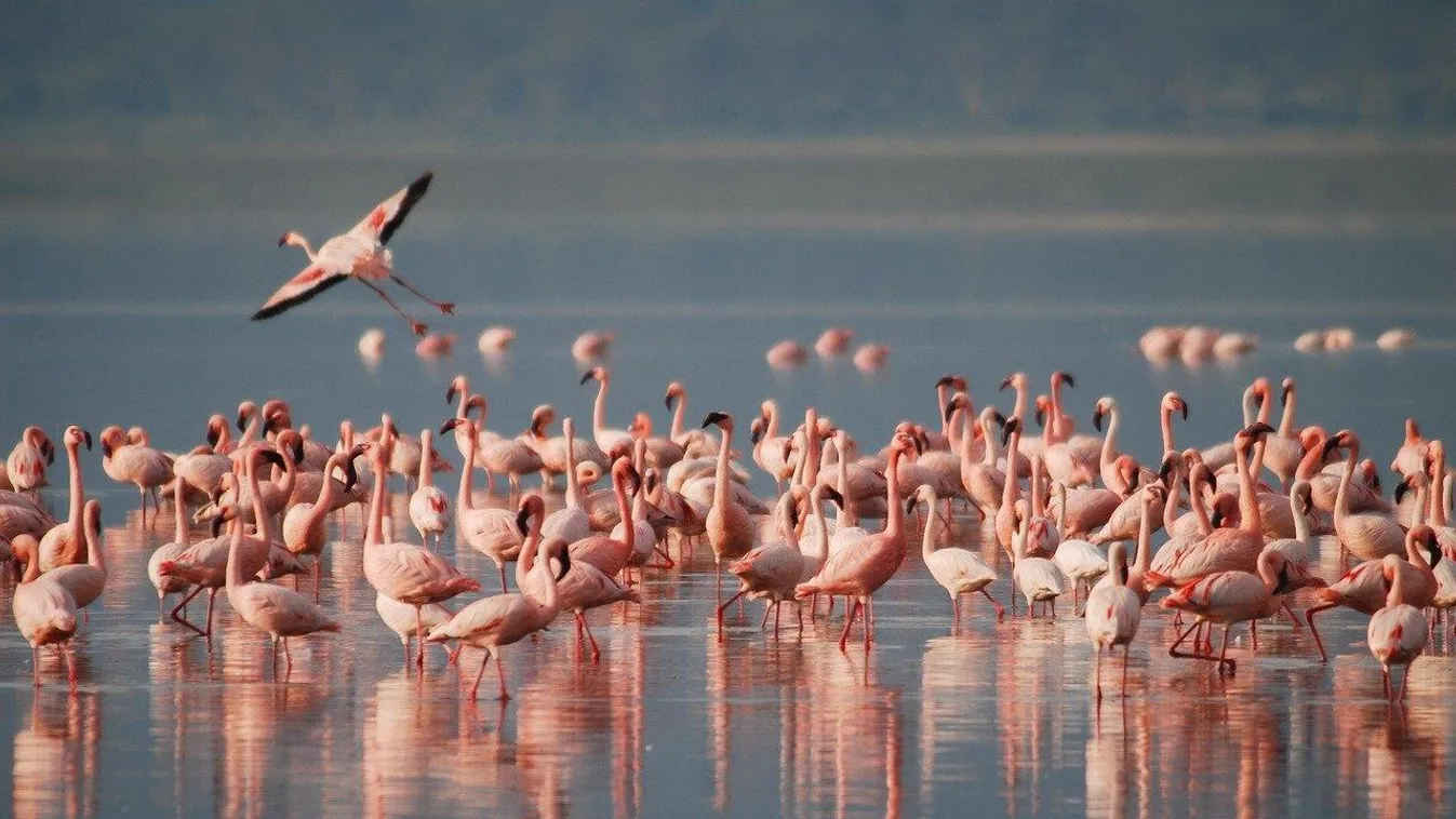 Videó: Flamingók szálltak le a Duna-deltában