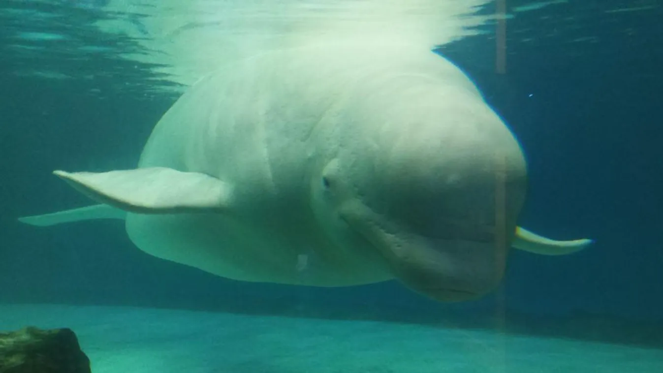 Megmentenék a magányos beluga bálnát a szöuli bevásárlóközpontból