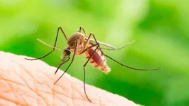 Ezekkel a természetes módszerekkel elűzöd a szúnyogokat a bőrödtől