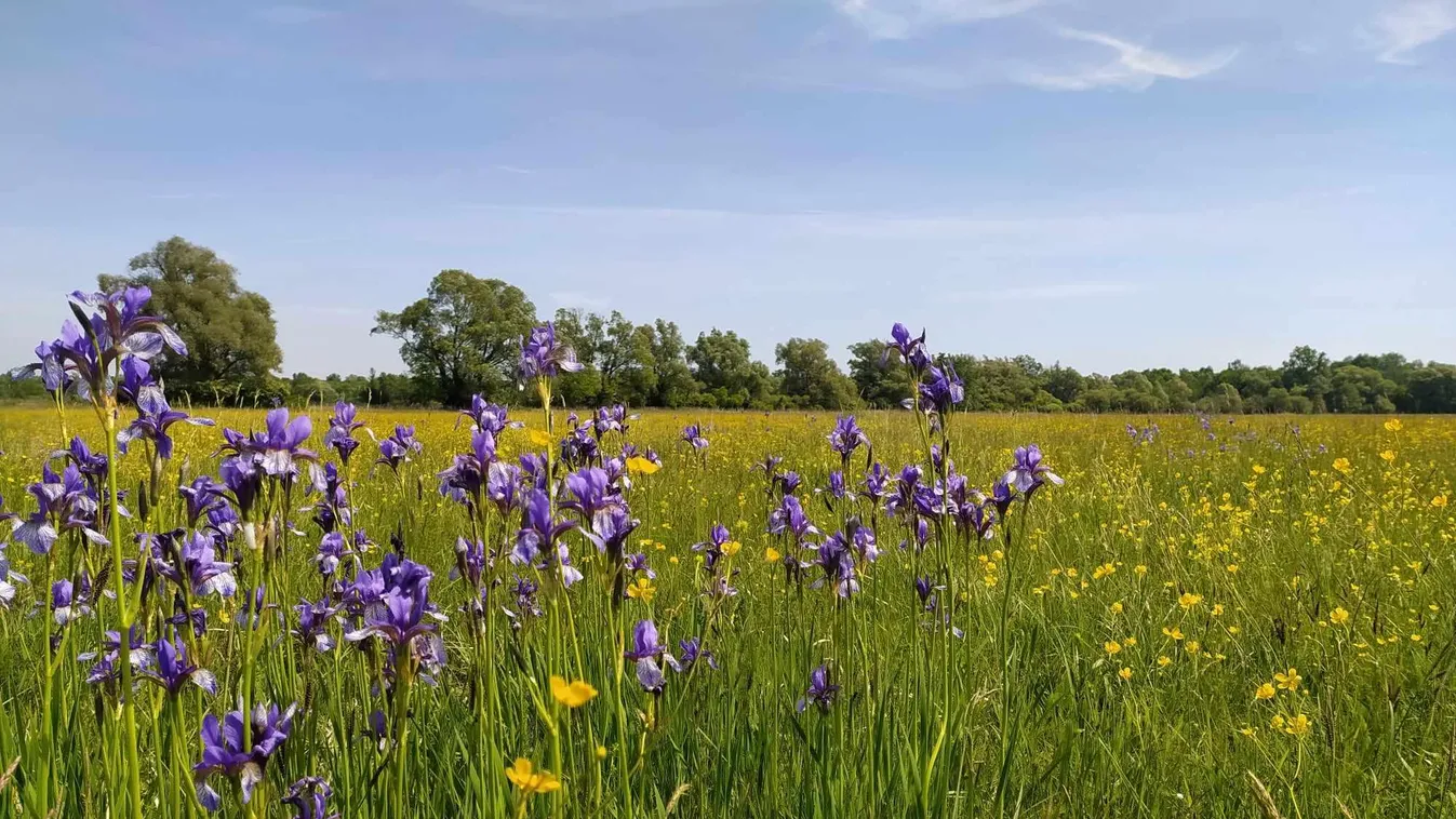 Lila szibériai nőszirmok között sétálhatunk a Balaton-felvidéki Nemzeti Parkban