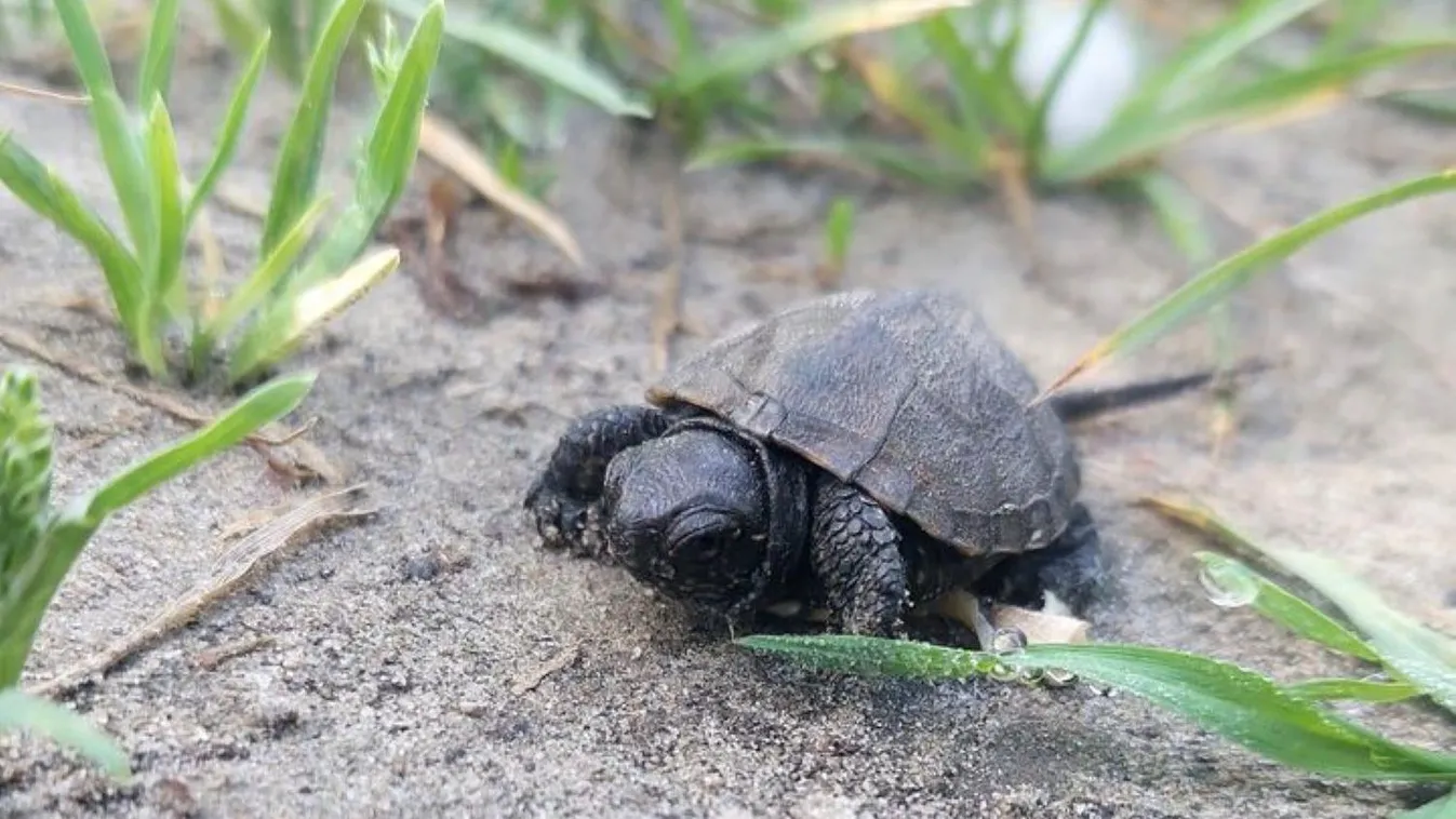 Vigyázat: Parányi teknős bébik kerülhetnek elénk az utakon!