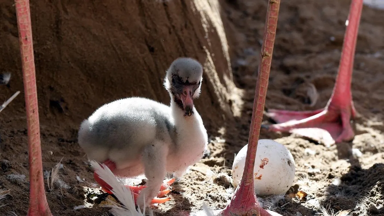 Rózsás flamingó fiókáktól hemzseg a Budapesti Állatkert