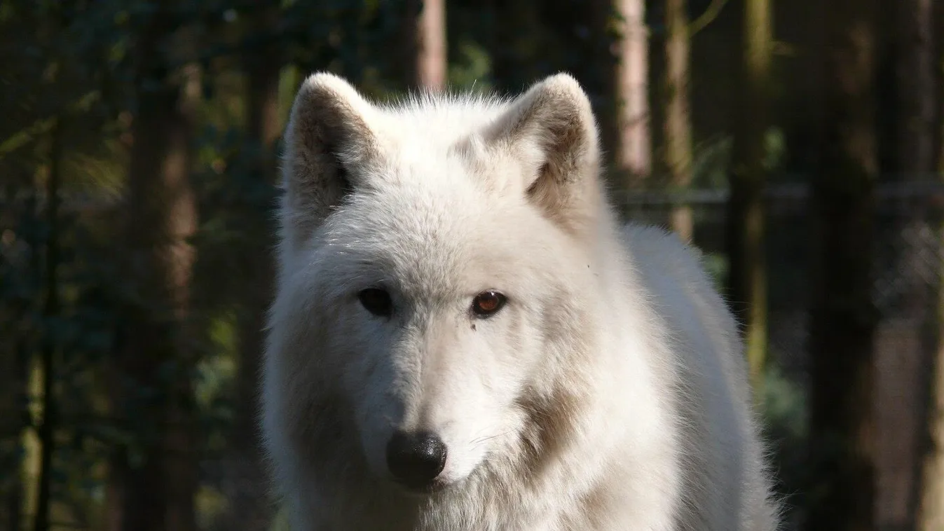 Farkasok támadtak egy nőre a Párizs melletti szafariparkban