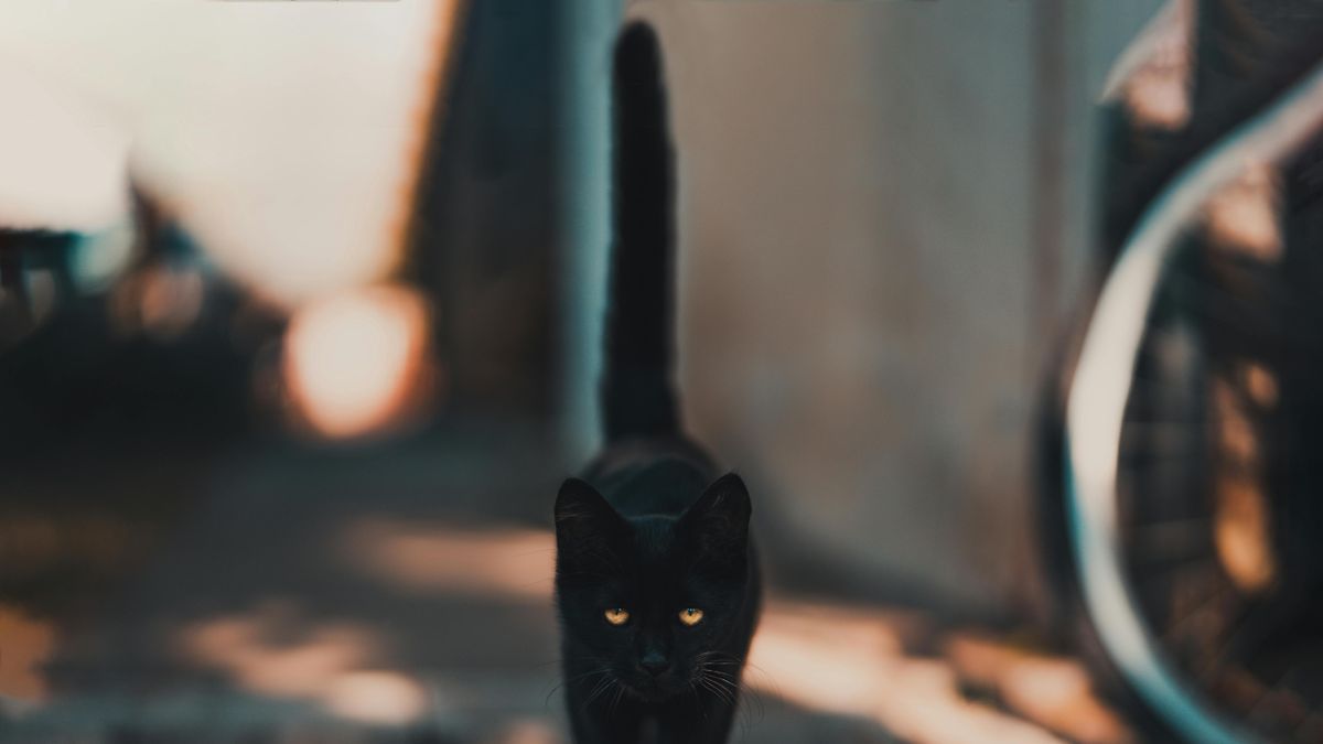 Pszichológus árulta el, mi az oka annak, ha babonás vagy