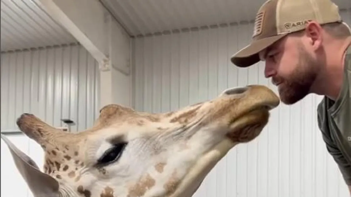 Videó: Ilyen egy hálás zsiráf, miután a csontkovács kiropogtajta a nyakát