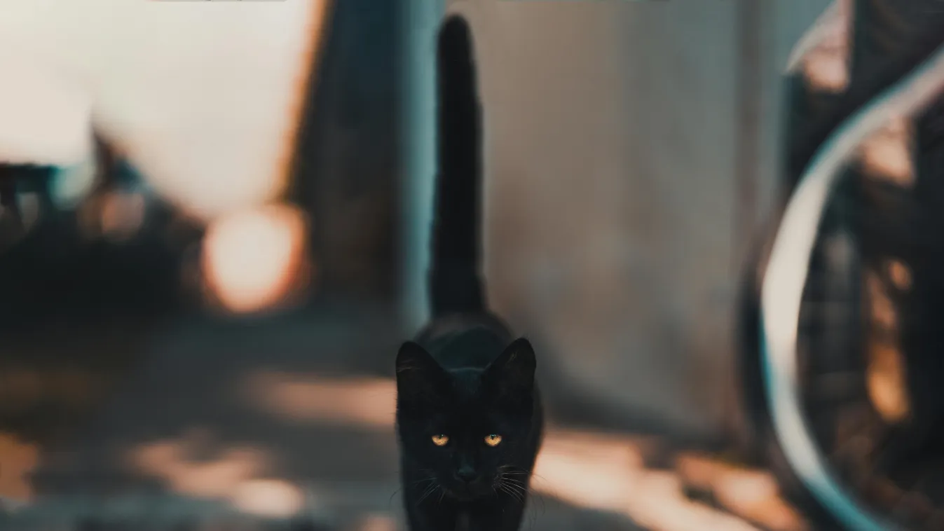 Pszichológus árulta el, mi az oka annak, ha babonás vagy