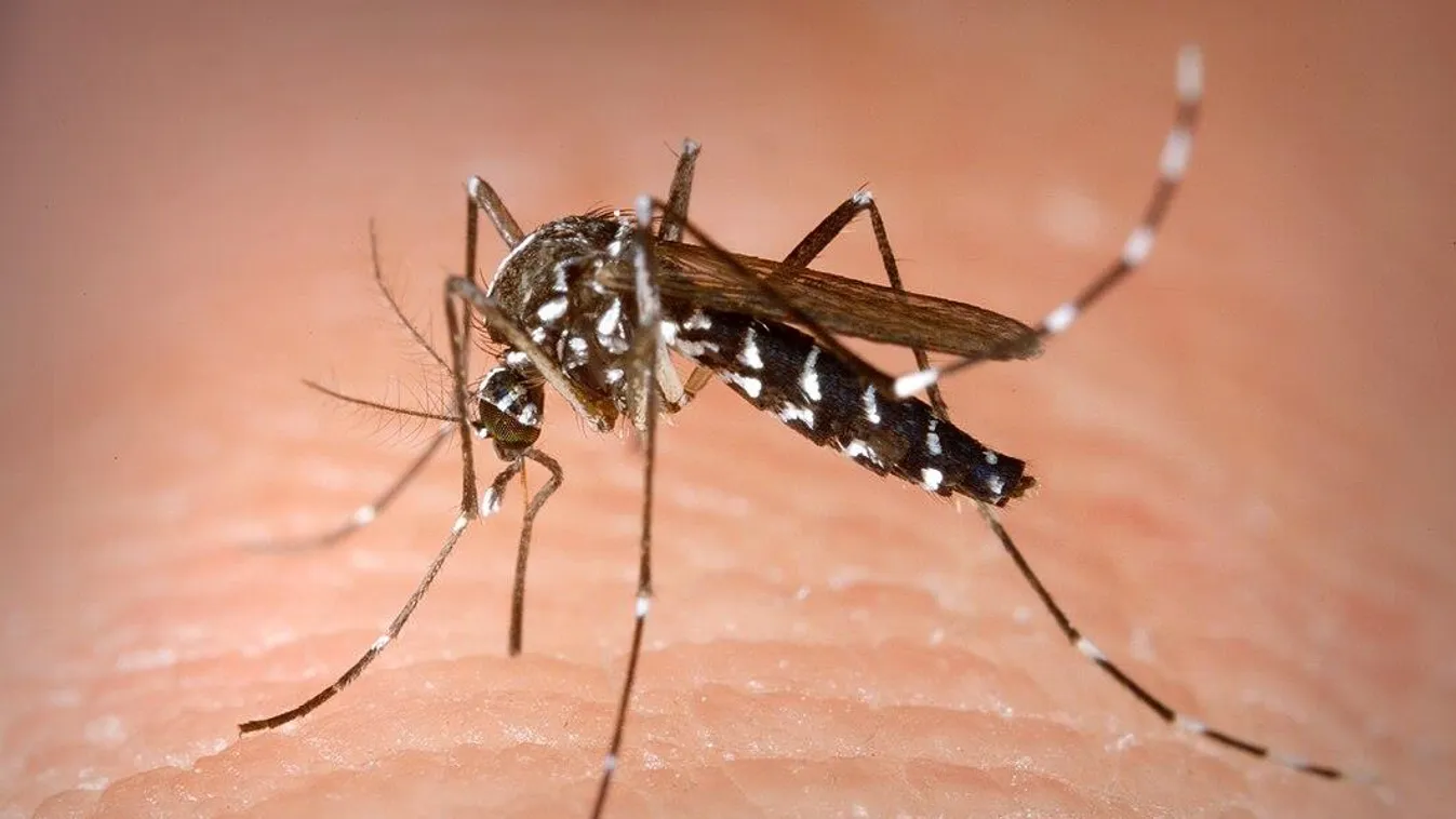 Most már Európában is terjed a szúnyogok okozta dengue-láz, ezek a tünetei