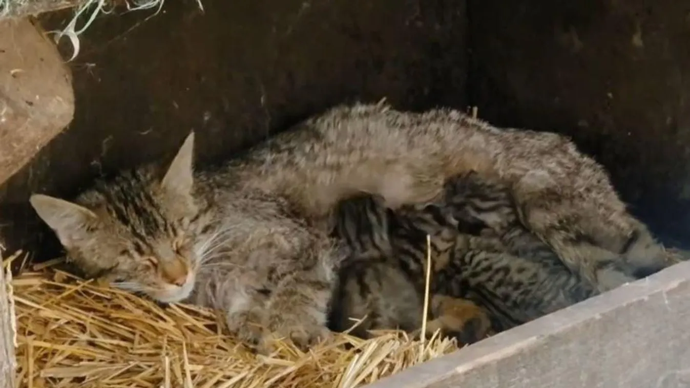 Videó: Imádnivalók a Szegedi Vadasparkban született vadmacska kölykök