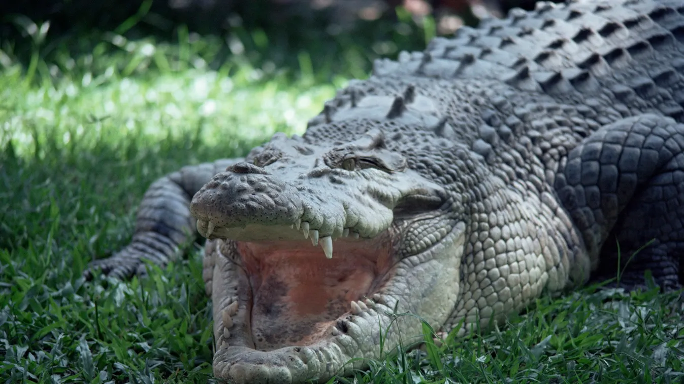 Krokodil terrorizált egy ausztrál várost, ezért lakói megsütötték és megették