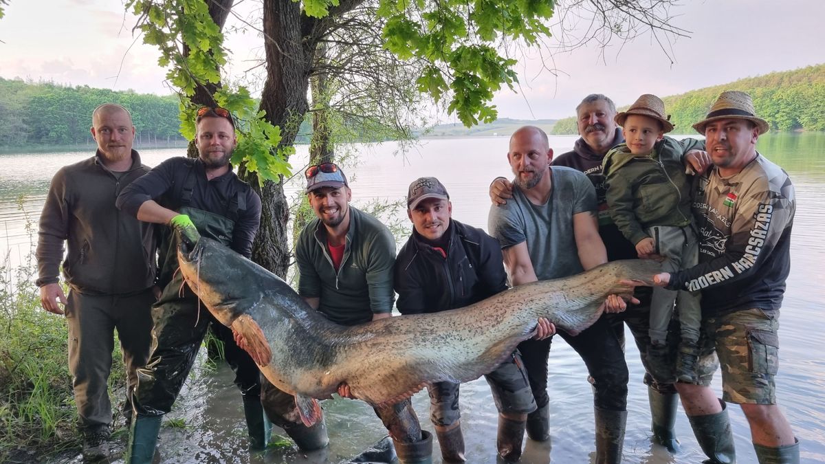 Pusztulnak a kagylók, habzsolnak a harcsák