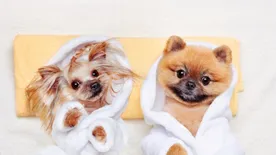 Kutyabarát szálláshelyek - Erre figyelj mielőtt lefoglalod