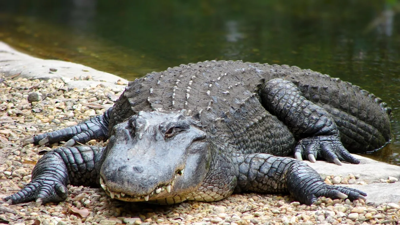 Krokodil ragadott el egy kislányt, már csak a maradványait találták meg