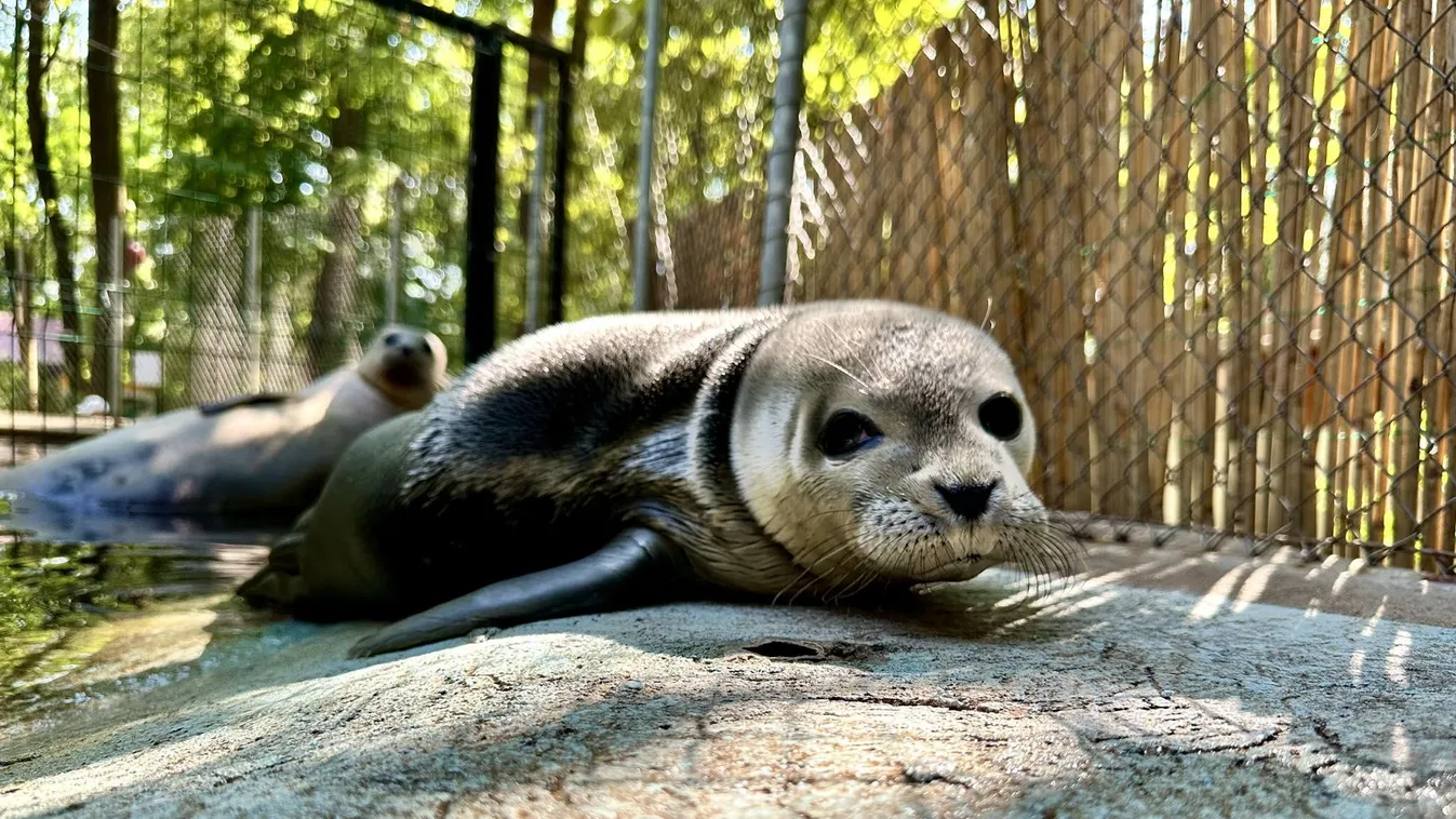 Videó: Fókabébi született a Szegedi Vadasparkban