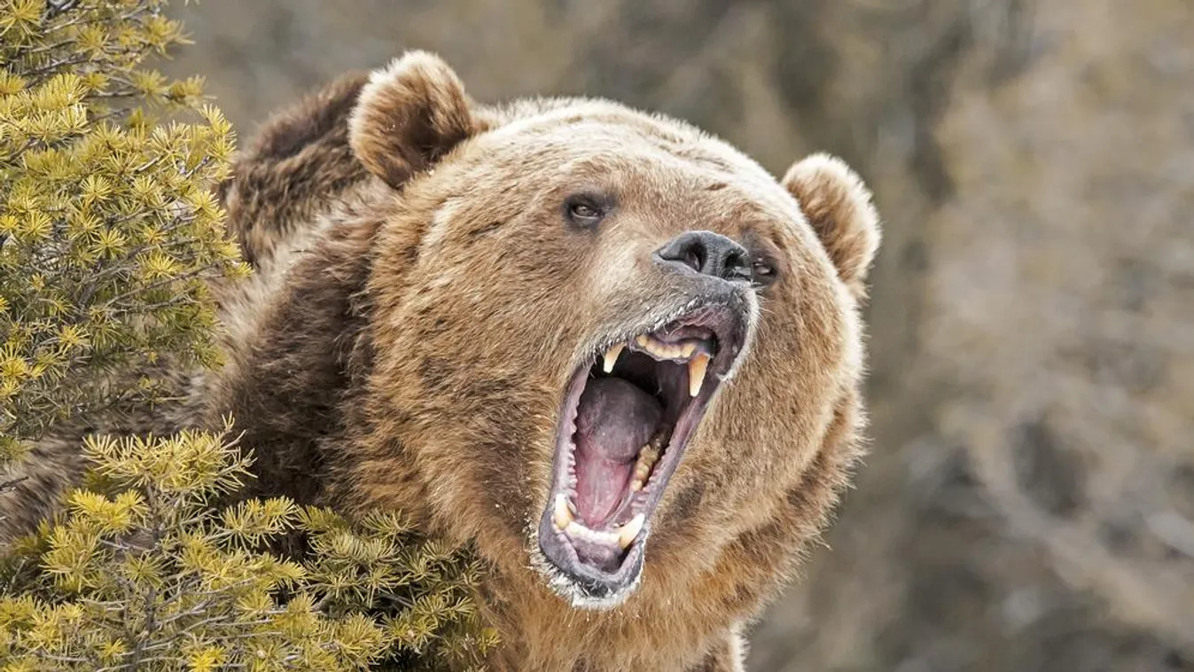 Egy 72 éves férfi leküzdötte és megölte a rátámadó grizzly medvét