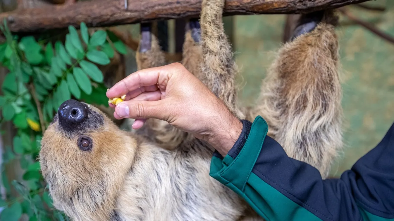 A lajhárok a fogaikkal csontokat törhetnek - Ne ölelgessük őket egy szelfi kedvéért