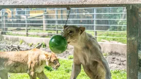 Top 5 látnivaló Nyíregyházán, amikért megéri utazni