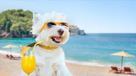 Kutyapanzió - Nyaraljon a kutya is