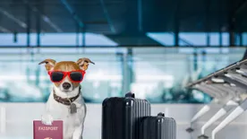 Kutya és macska szállítása a repülőn - Ezek a legfontosabb tudnivalók