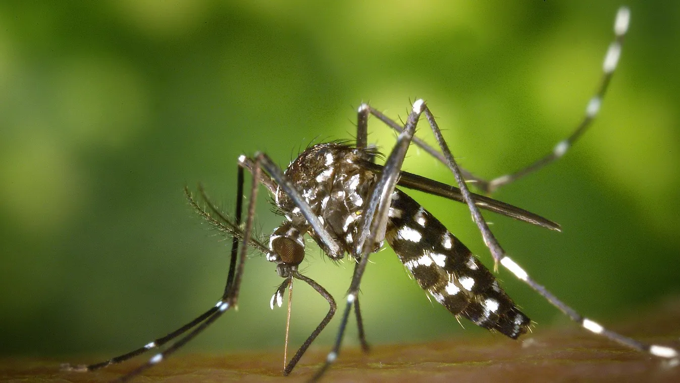 Magyarországon is megjelent a nílusi láz és a dengue vírus