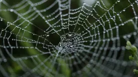 Így tartsd távol a pókokat az otthonodtól