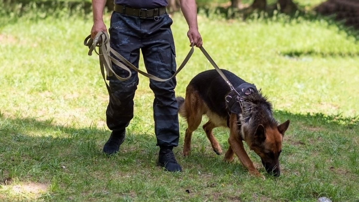 Az eltűnt Balázs után keresőkutyákkal is kutatnak, ám eddig még nem találták meg /