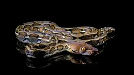 A nagymamát 2 órán át szorította egy 4 méteres piton, ami az otthonában támadt rá