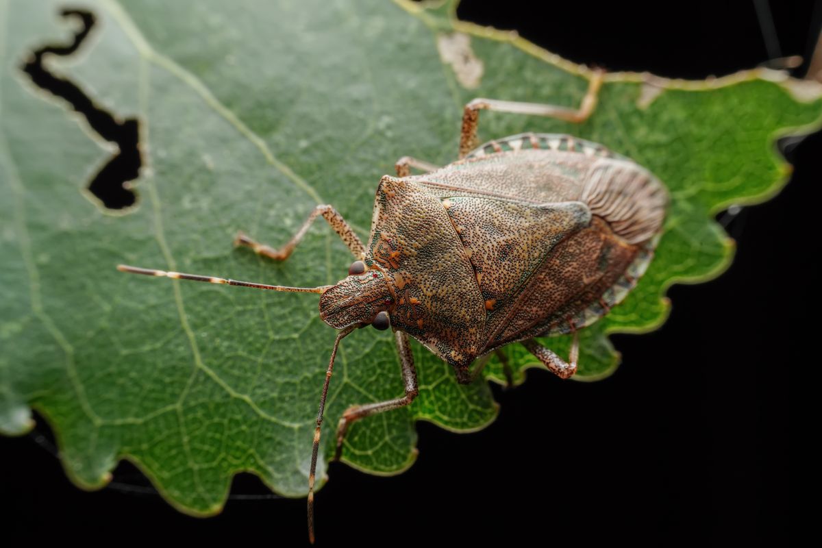 Halyomorpha,Halys,In,The,Wild,State