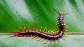 Meg fogsz lepődni, hogy mi az a 10 állat, amely a legtöbb embert kórházba juttatja