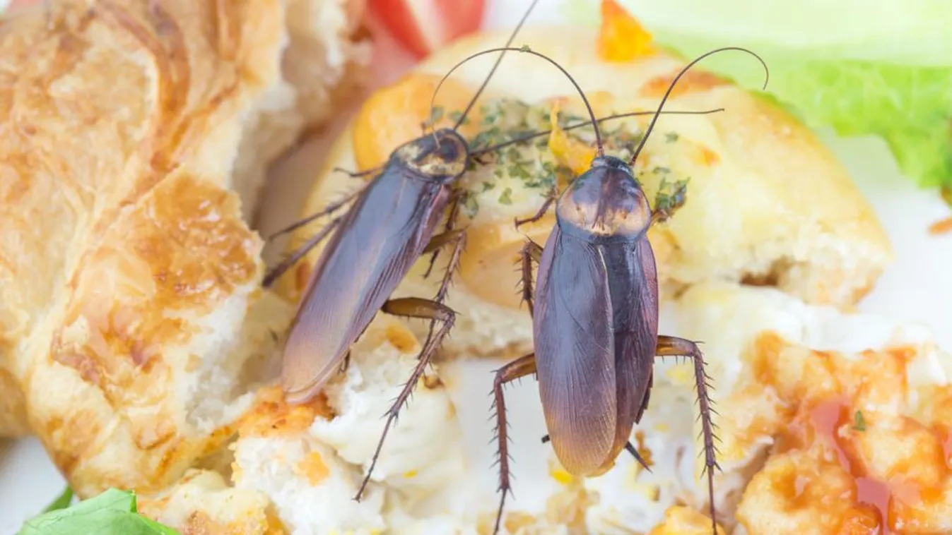 „Megbetegedtem, miután csótánnyal töltött omlettet ettem a repülőgépen” – állítja a többgyermekes édesanya