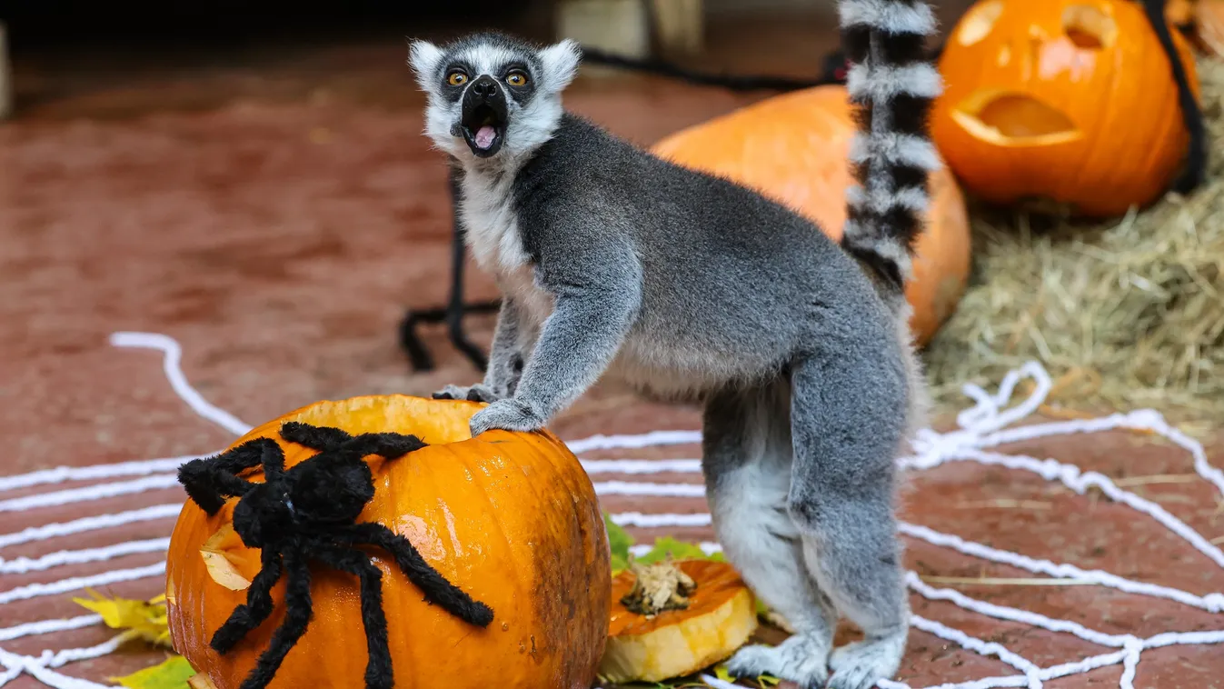 Halloween a Fővárosi Állatkertben – Boszorkányos és zombis programok várnak