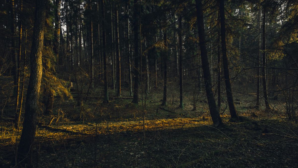 Az állatkert dolgozói is összerezzentek attól a lénytől, amit a vadkamera rögzített