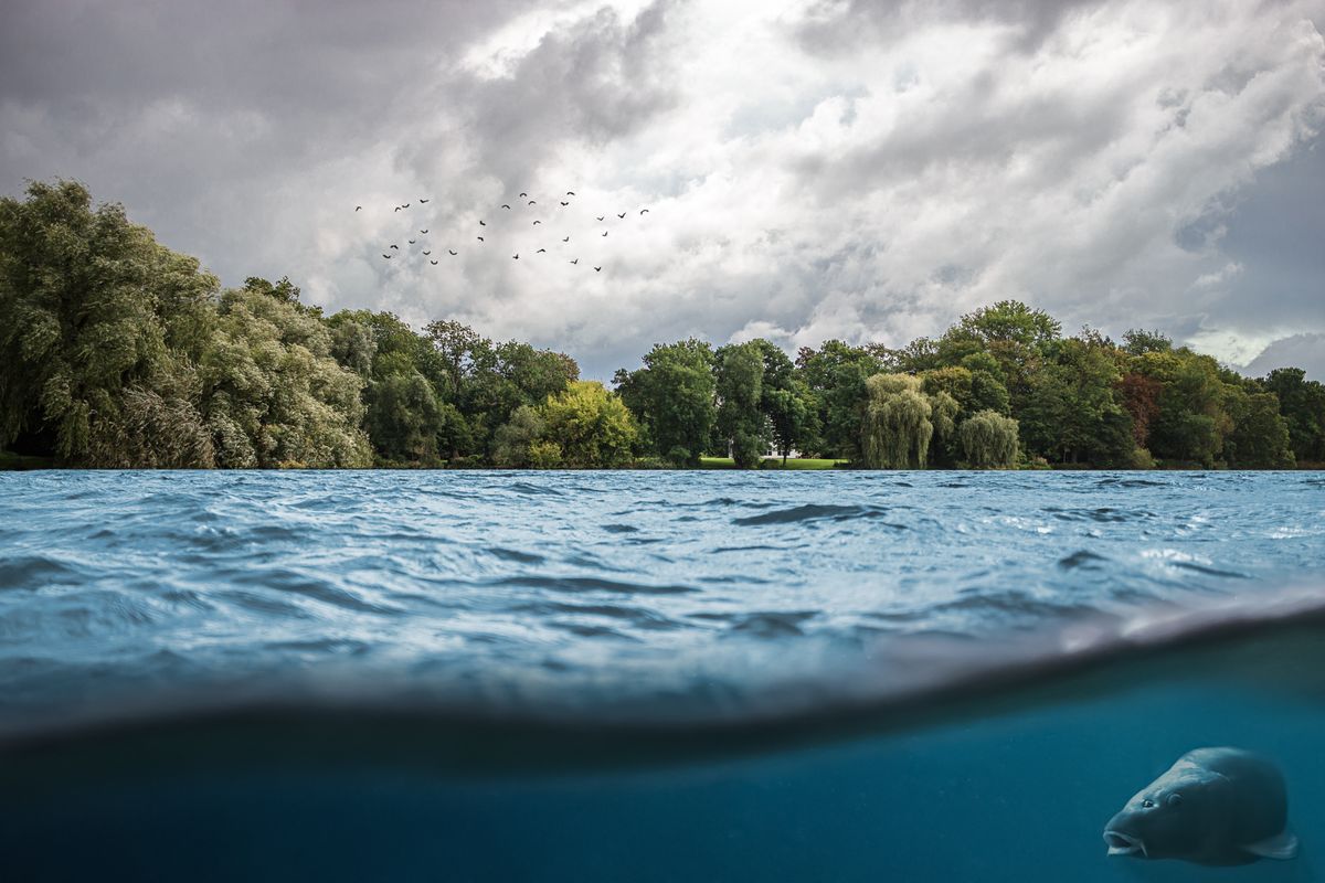 Carp,Under,Water