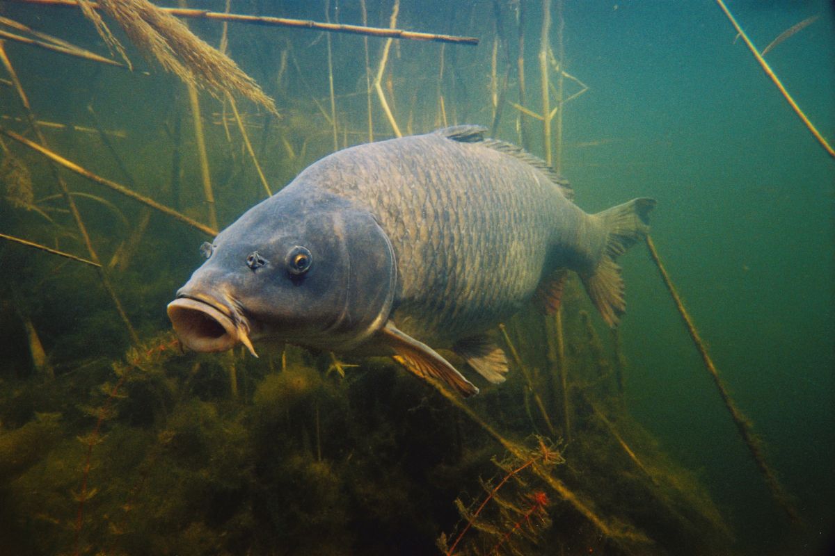 Wild,Carp,Under,Water