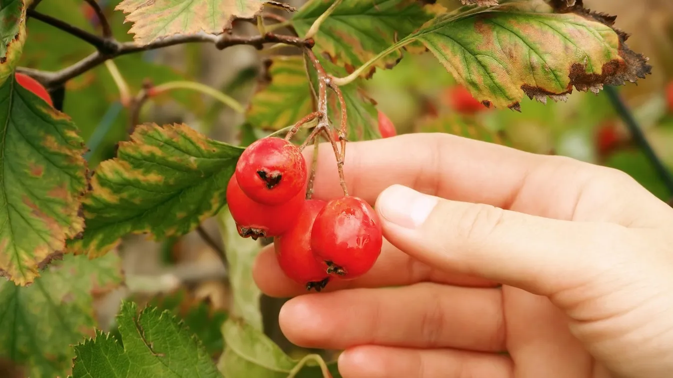 Ha kirándulni mész, ezekből az egészséges növényekből vigyél haza