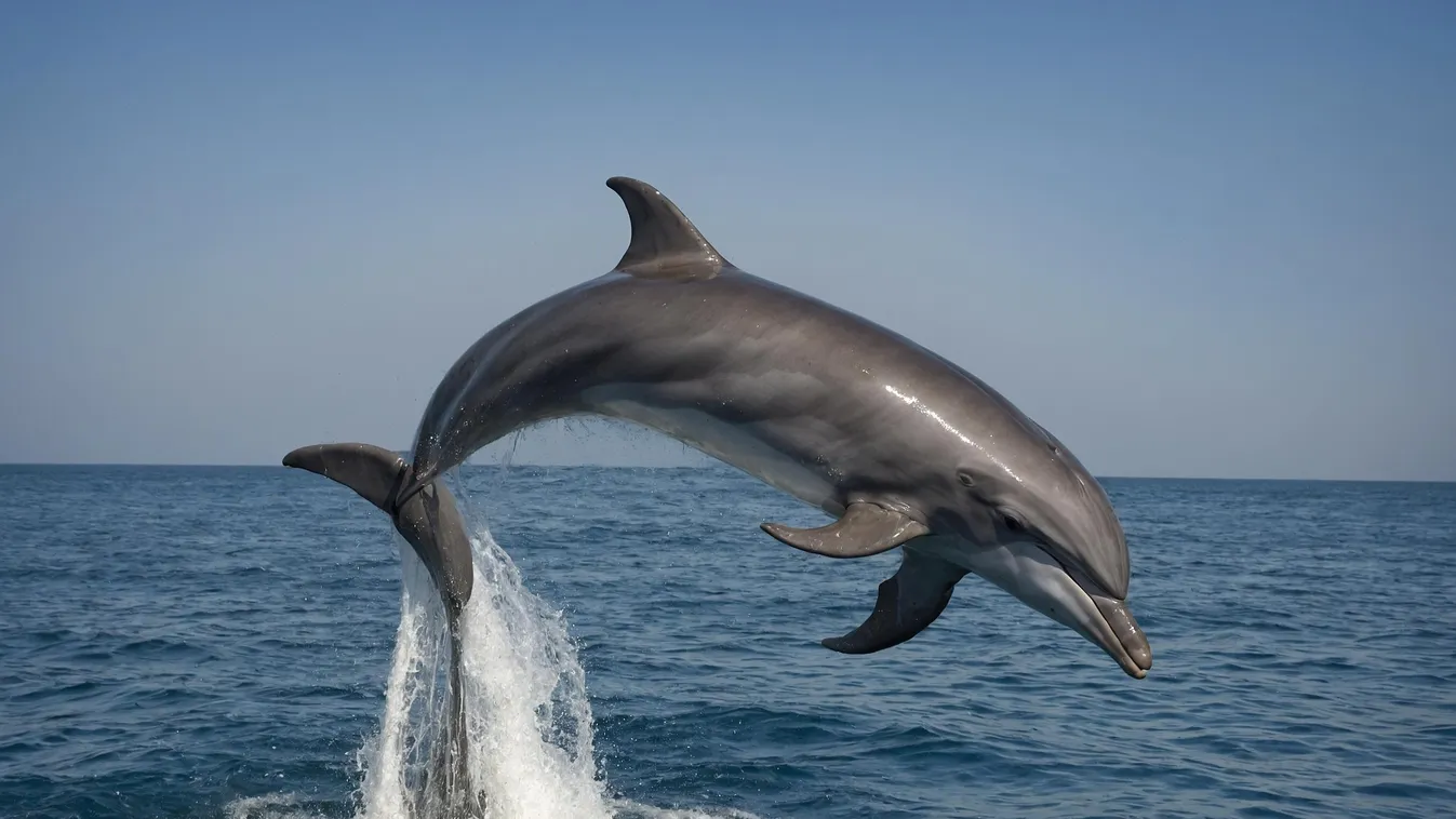 Delfintámadás - A szexuálisan frusztrált delfin továbbra is zaklatja a fürdőzőket