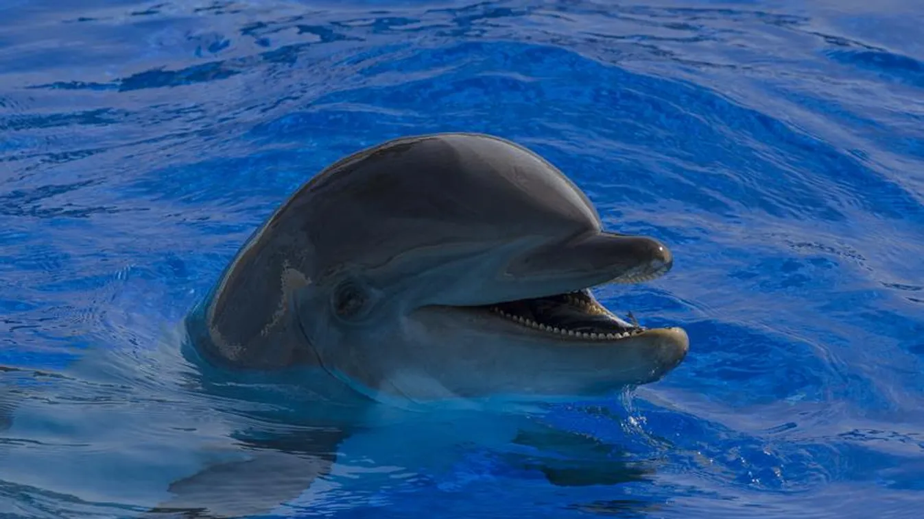 Emberek mészároltak le egy delfint a tengerparton