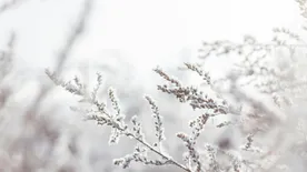 Ezzel a meglepő dologgal mentheted meg növényeid a téli fagyástól