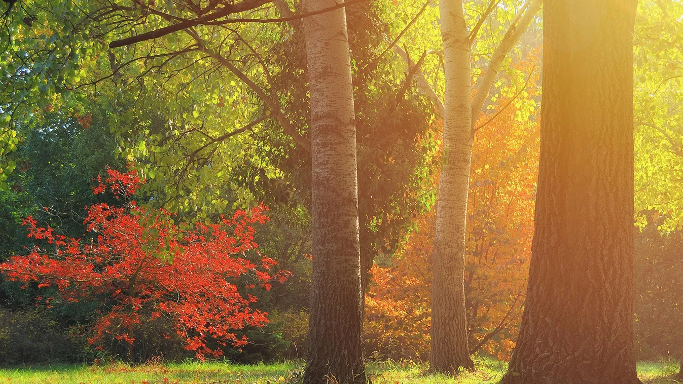 Az 5 legszebb arborétum és növénykert a Balaton körül