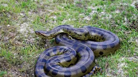 Videó: Egy férfi kísérletképpen hagyta, hogy élve lenyelje egy óriáskígyó